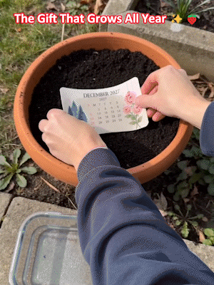 🎄Early Holiday Sale 50% OFF 🌱Eco-Friendly Plantable “Timeless” Seed Calendar 2027